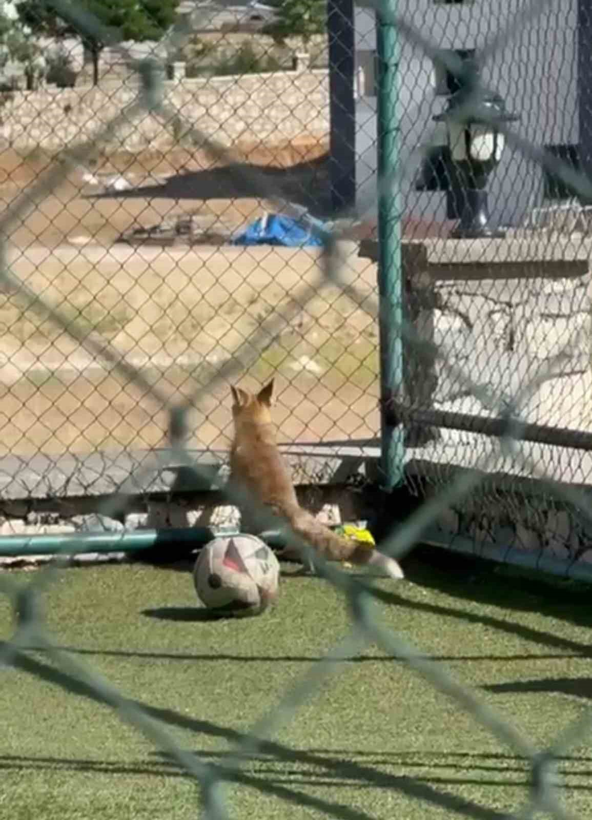 Elazığ’da spor sahasına tilki girdi
