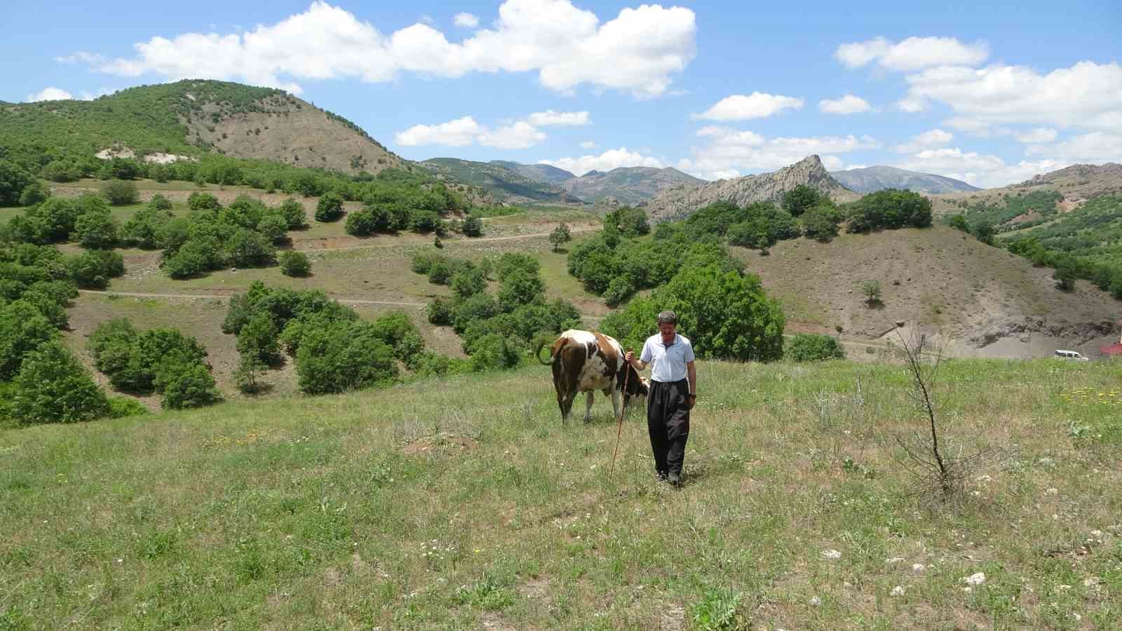 Bin 400 metre rakımdaki sürülerini 