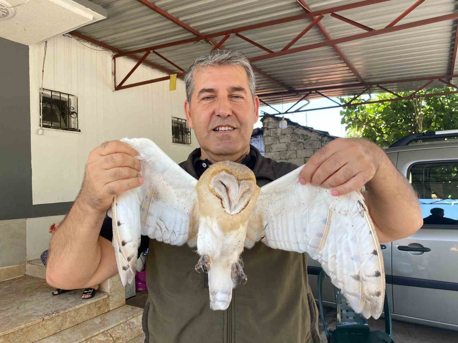 Türkiye’de nadir görülen peçeli baykuş, Antalya’da evin bahçesinde bulundu
