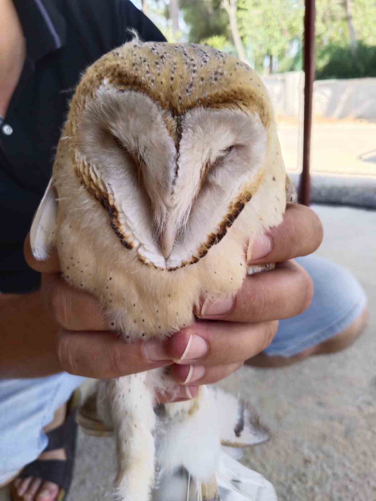 Türkiye’de nadir görülen peçeli baykuş, Antalya’da evin bahçesinde bulundu
