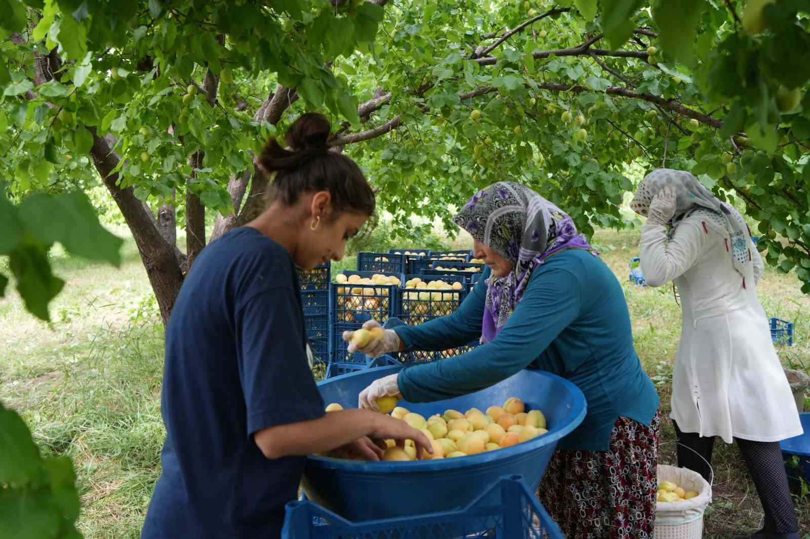 Doğu’nun Çukurova’sı Iğdır’da ’sarı altın’ hasadı başladı
