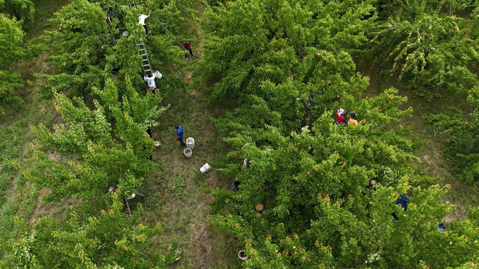 Doğu’nun Çukurova’sı Iğdır’da ’sarı altın’ hasadı başladı
