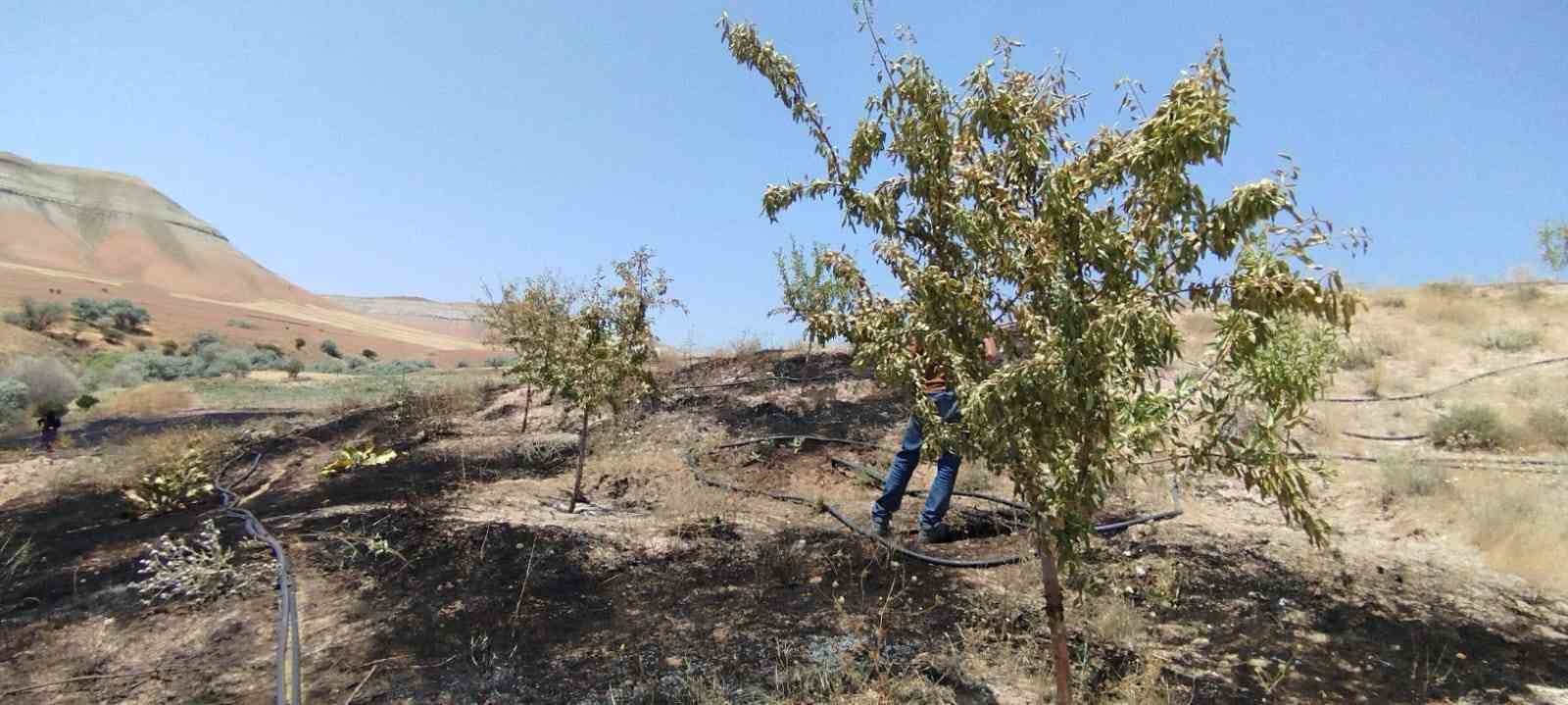 Yangın badem ve fıstık ağaçlarına zarar verdi
