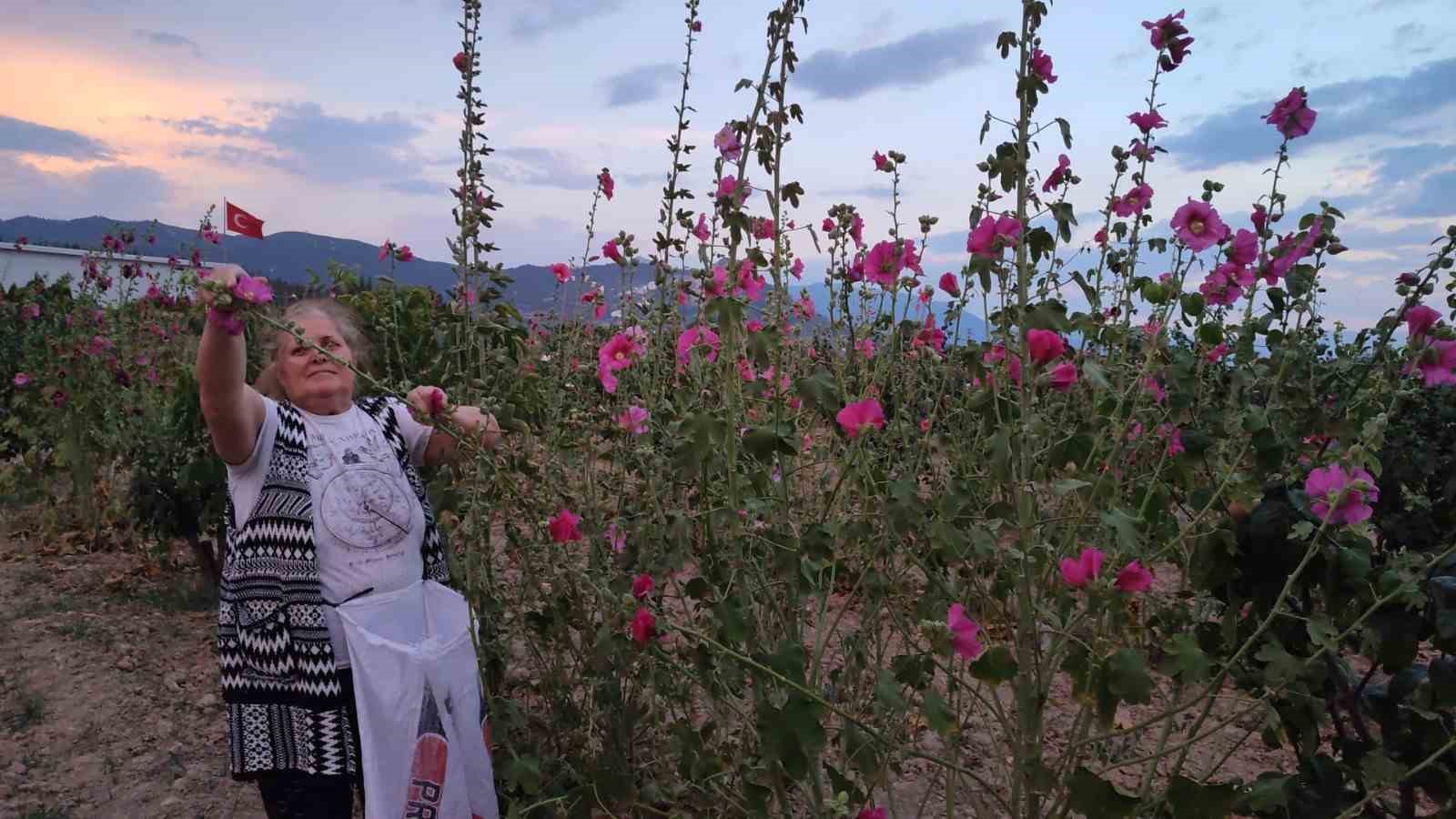 Şifa deposu deve gülünde hasat başladı
