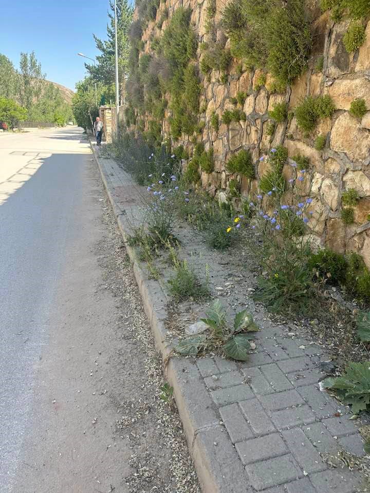 Otların sardığı kaldırımlar Bayburt Belediyesinin insafına bırakıldı
