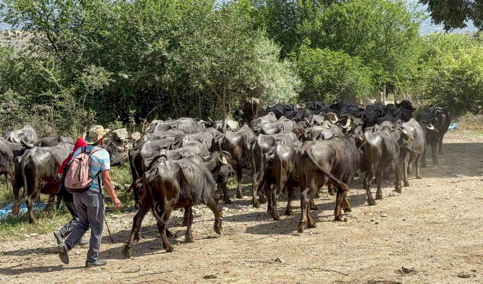 Afrika değil Tokat: Tokat’ta Afrika belgesellerini andıran görüntüler
