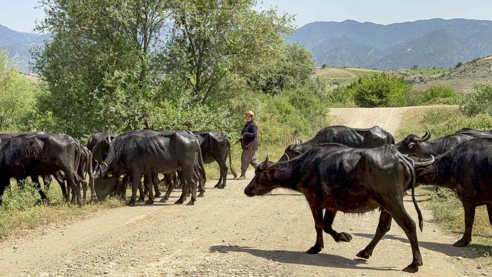 Afrika değil Tokat: Tokat’ta Afrika belgesellerini andıran görüntüler
