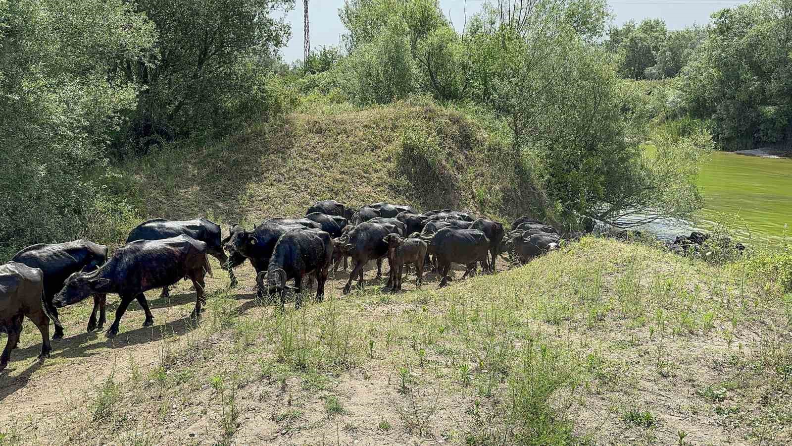 Afrika değil Tokat: Tokat’ta Afrika belgesellerini andıran görüntüler
