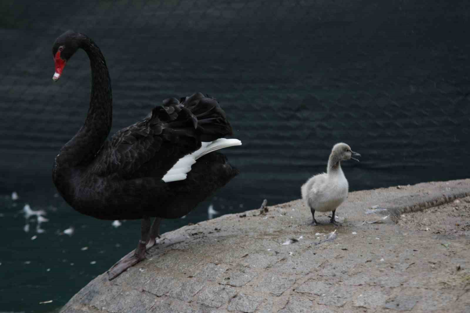 Kuğulu Park’taki yavru kuğular büyüdü
