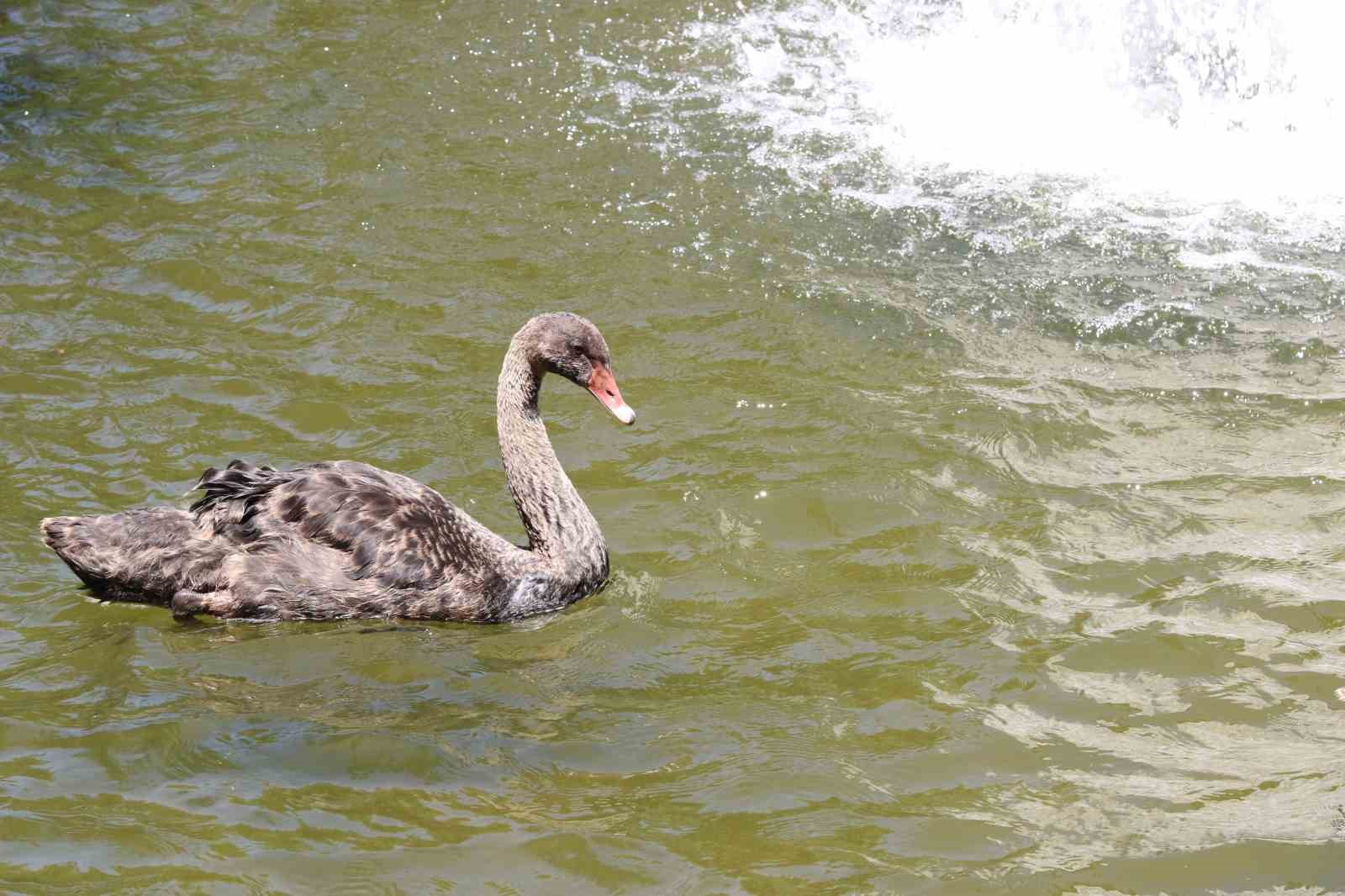 Kuğulu Park’taki yavru kuğular büyüdü
