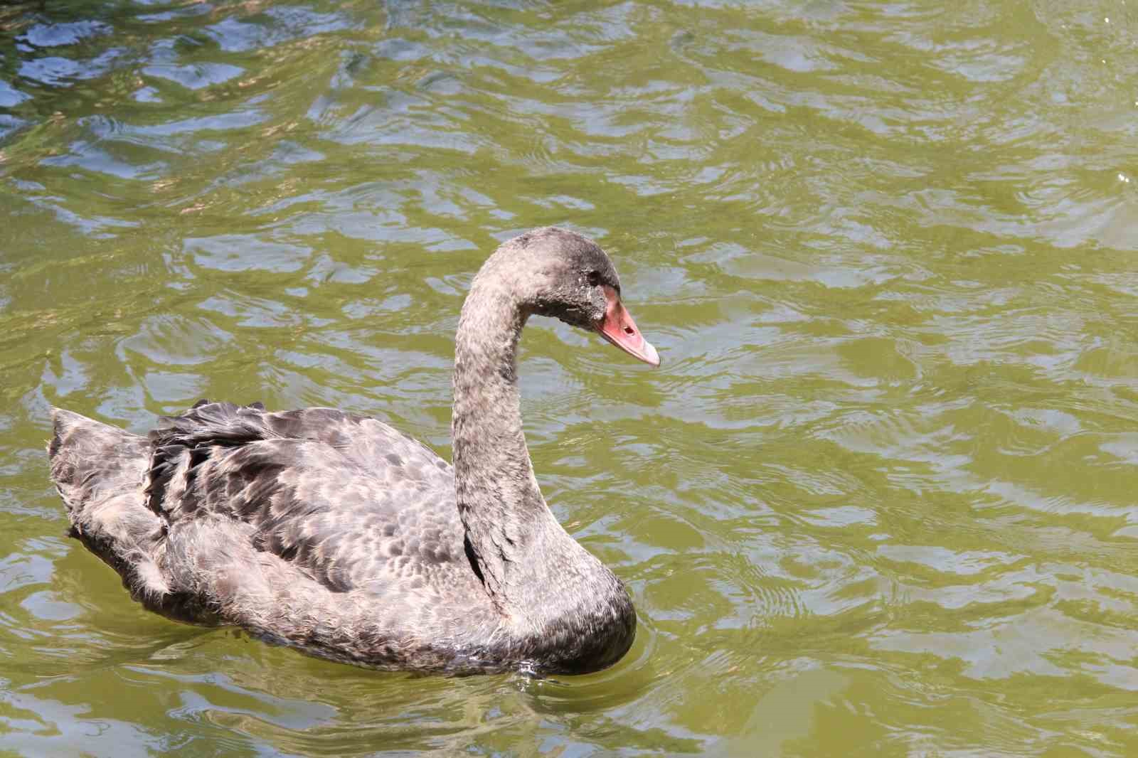 Kuğulu Park’taki yavru kuğular büyüdü
