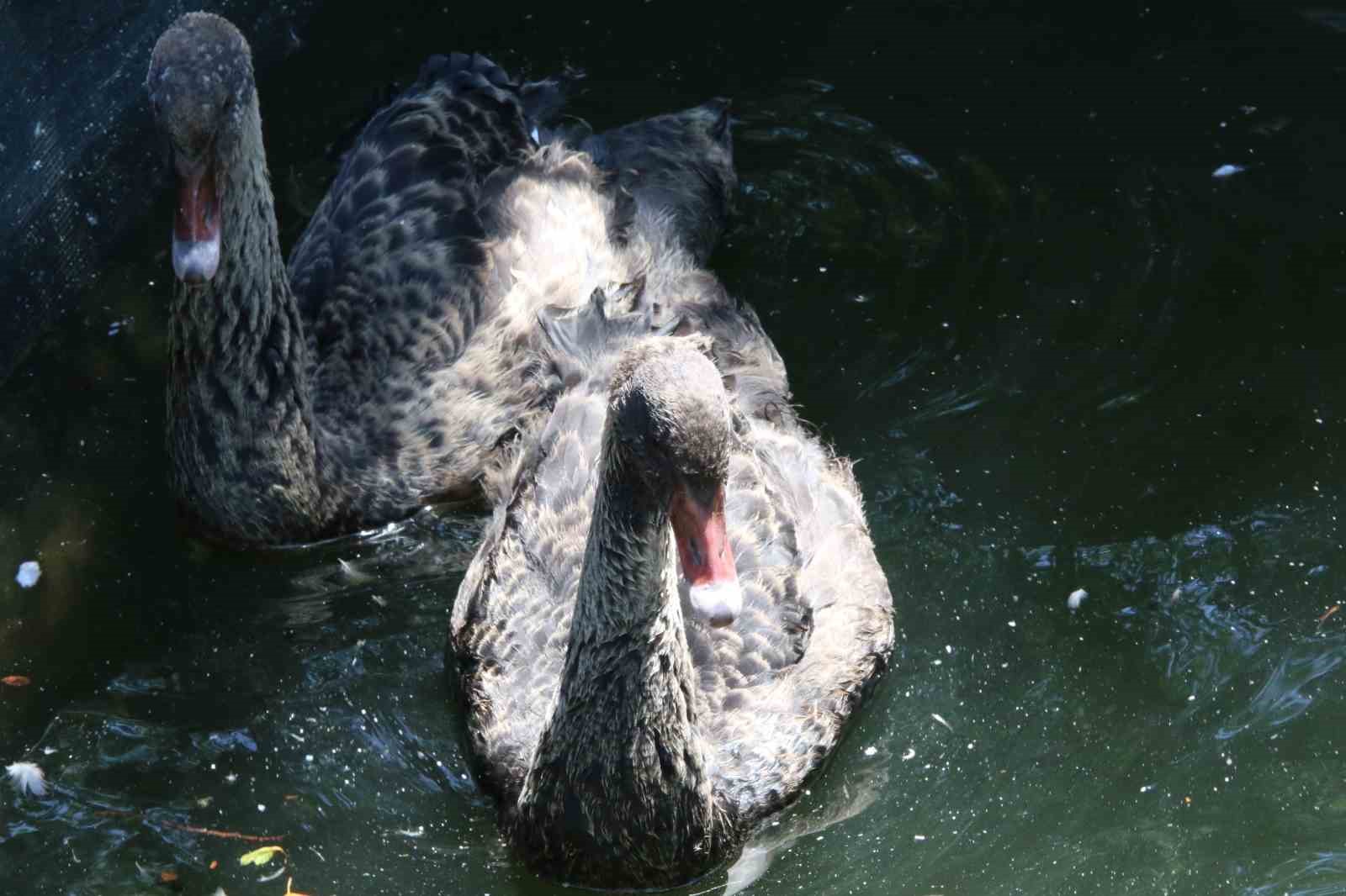 Kuğulu Park’taki yavru kuğular büyüdü
