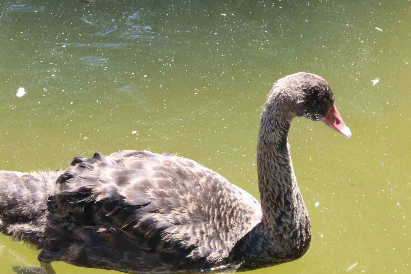 Kuğulu Park’taki yavru kuğular büyüdü
