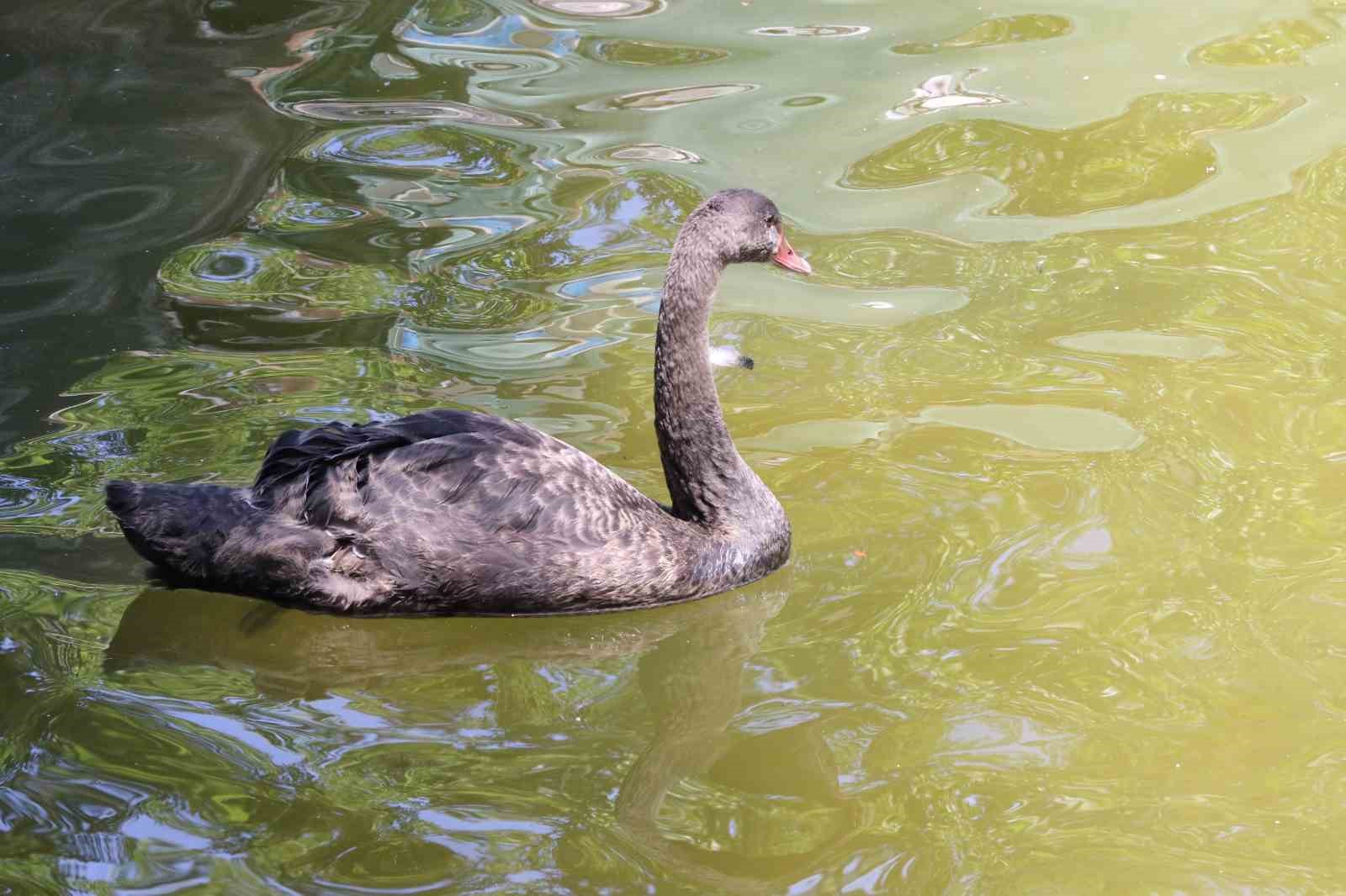 Kuğulu Park’taki yavru kuğular büyüdü
