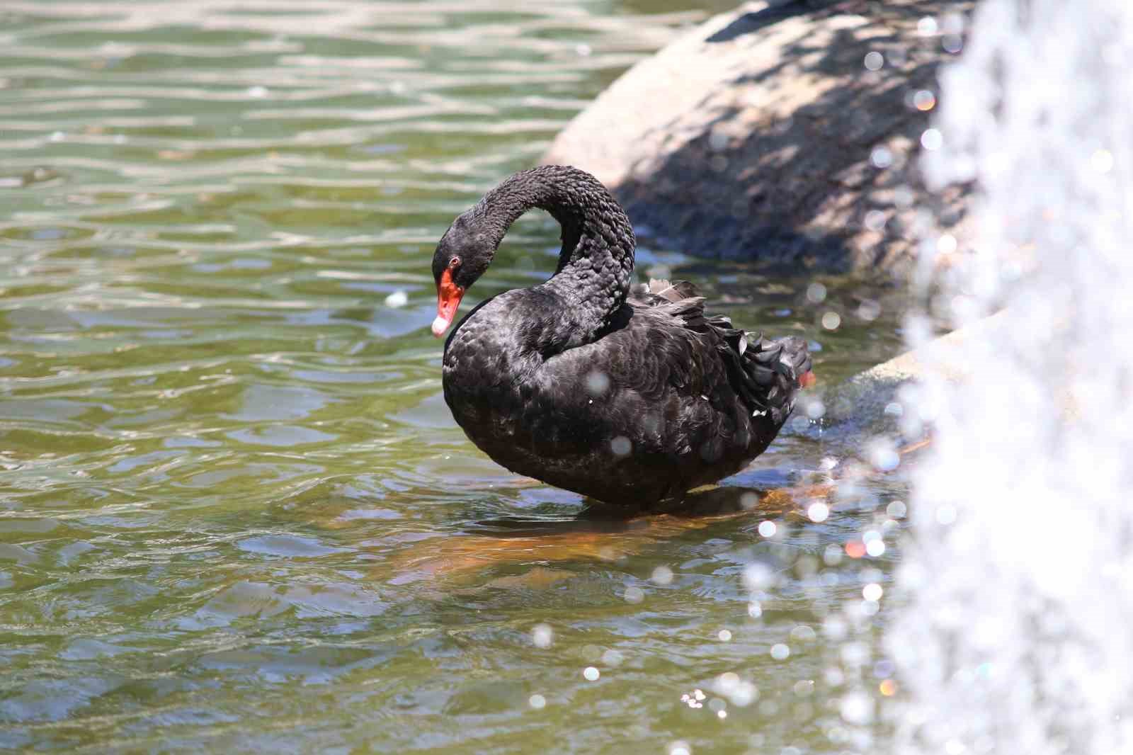 Kuğulu Park’taki yavru kuğular büyüdü
