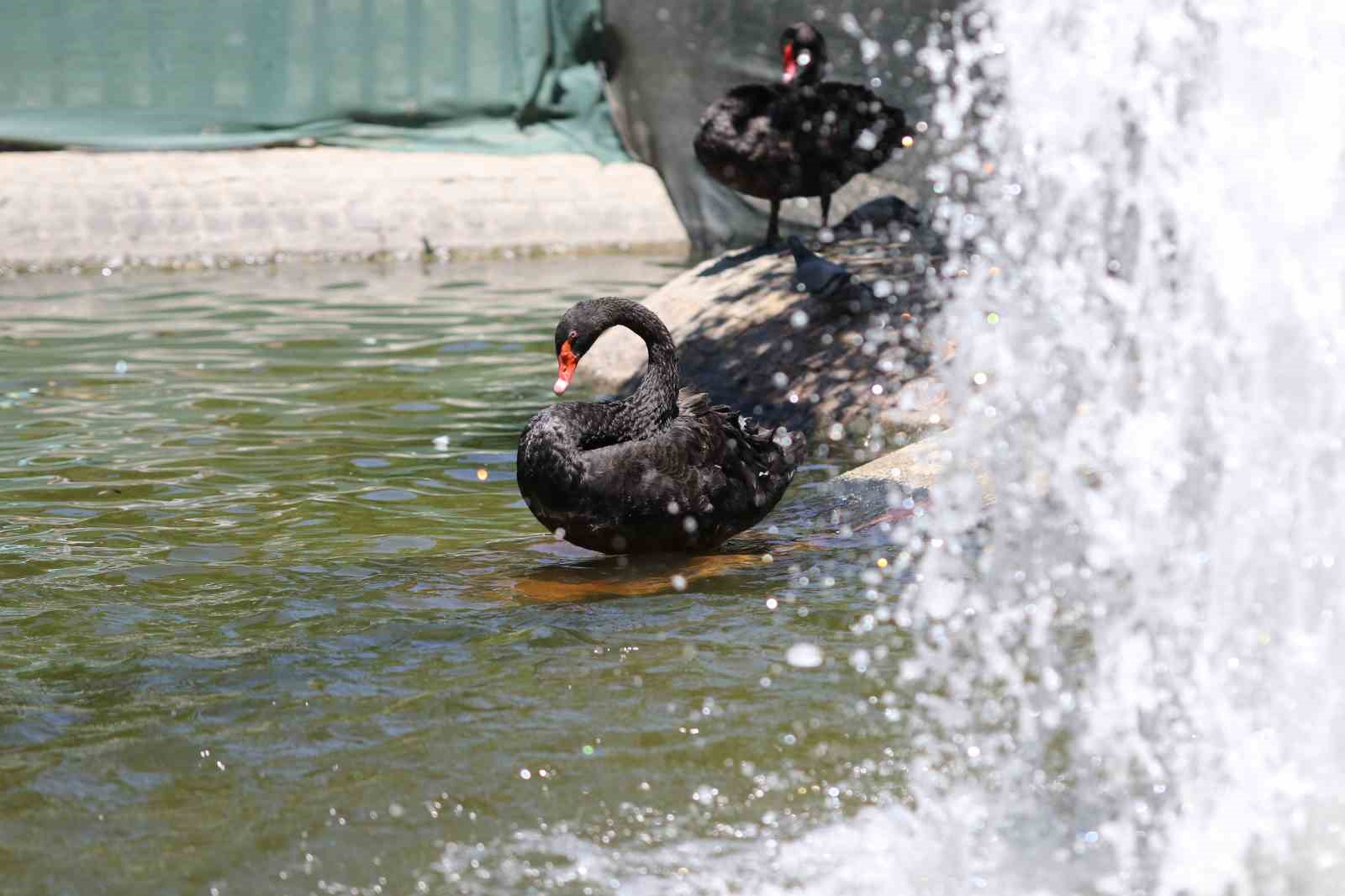 Kuğulu Park’taki yavru kuğular büyüdü
