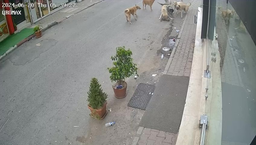 Kan donduran görüntü: 8 köpeğin kediyi telef ettiği anlar kamerada
