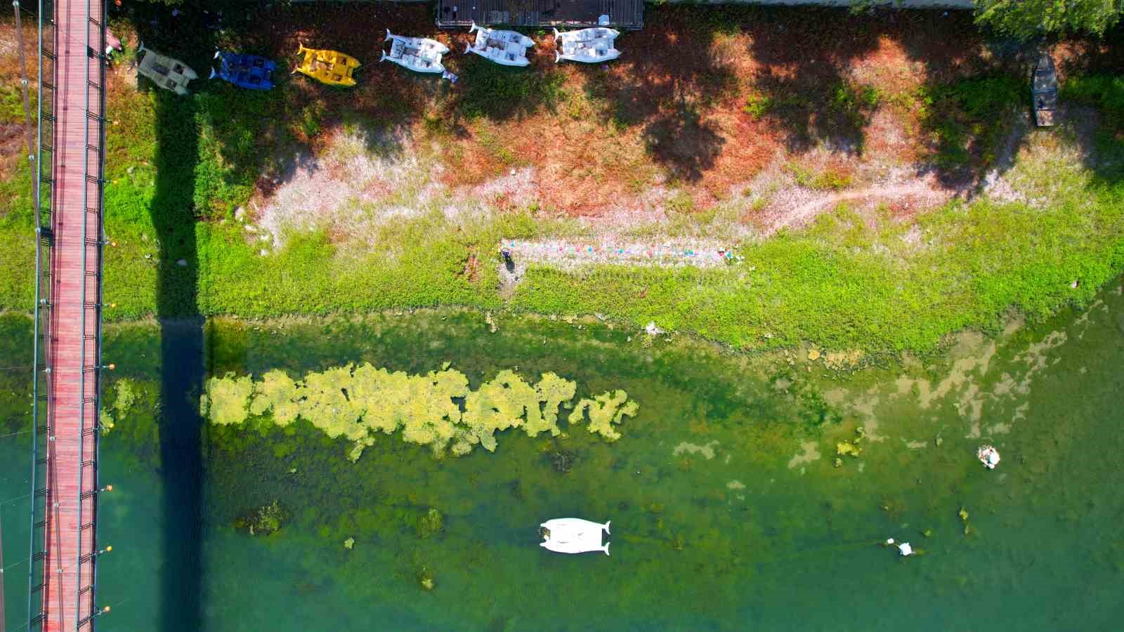 Seyhan Nehri’ni kaplayan yosunlar insan boyunu geçti, kötü koku kenti kapladı
