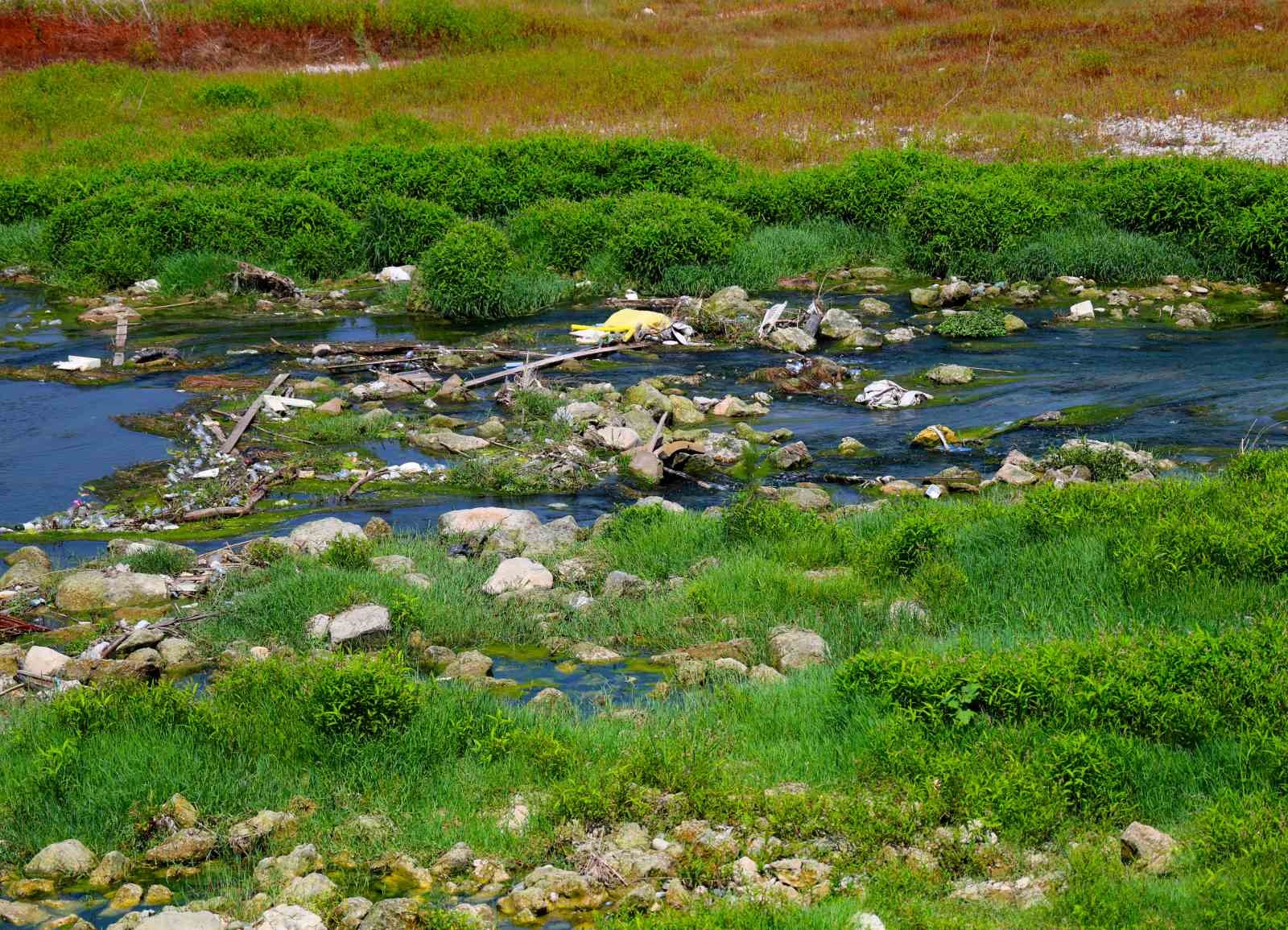 Seyhan Nehri’ni kaplayan yosunlar insan boyunu geçti, kötü koku kenti kapladı
