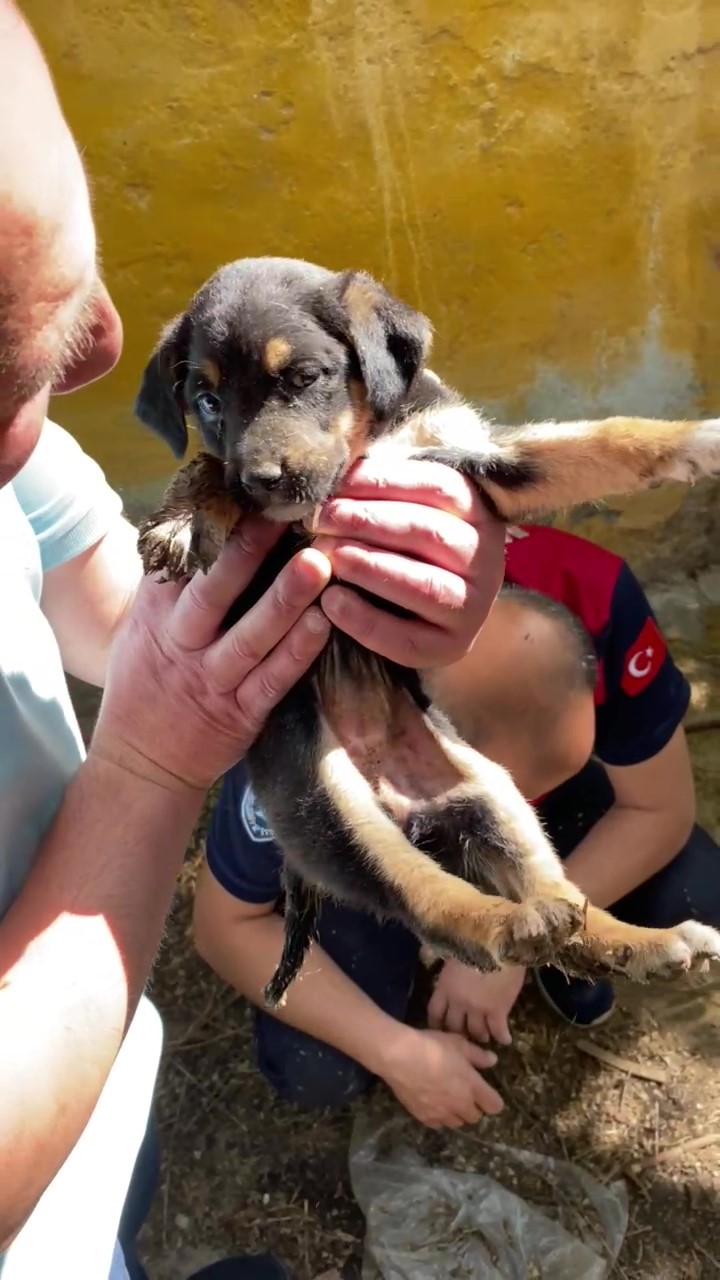 Atık su borusunda mahsur kalan yavru köpekleri itfaiyeciler kurtardı
