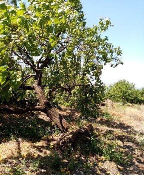 Elazığ’da şiddetli rüzgar kayısı ağaçlarını yerinden söktü, bahçelere zarar verdi
