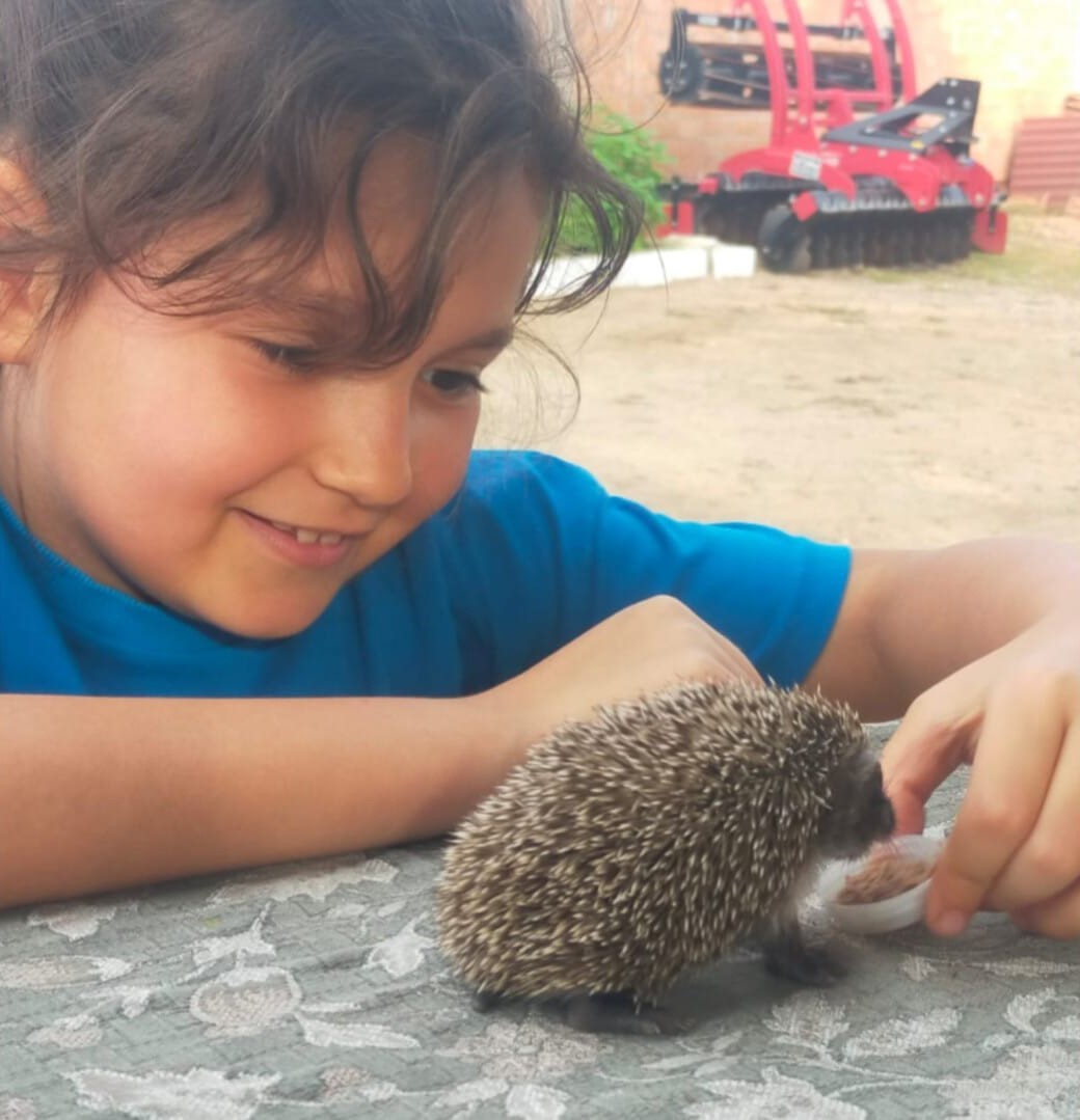 Sıcaktan etkilenen kirpi yavrusunun imdadına küçük kız yetişti
