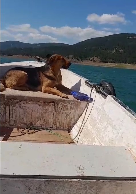 Tokat’ta sevimli köpeğin sandal turu gülümsetti
