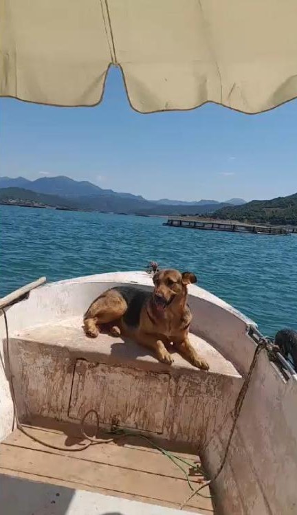 Tokat’ta sevimli köpeğin sandal turu gülümsetti
