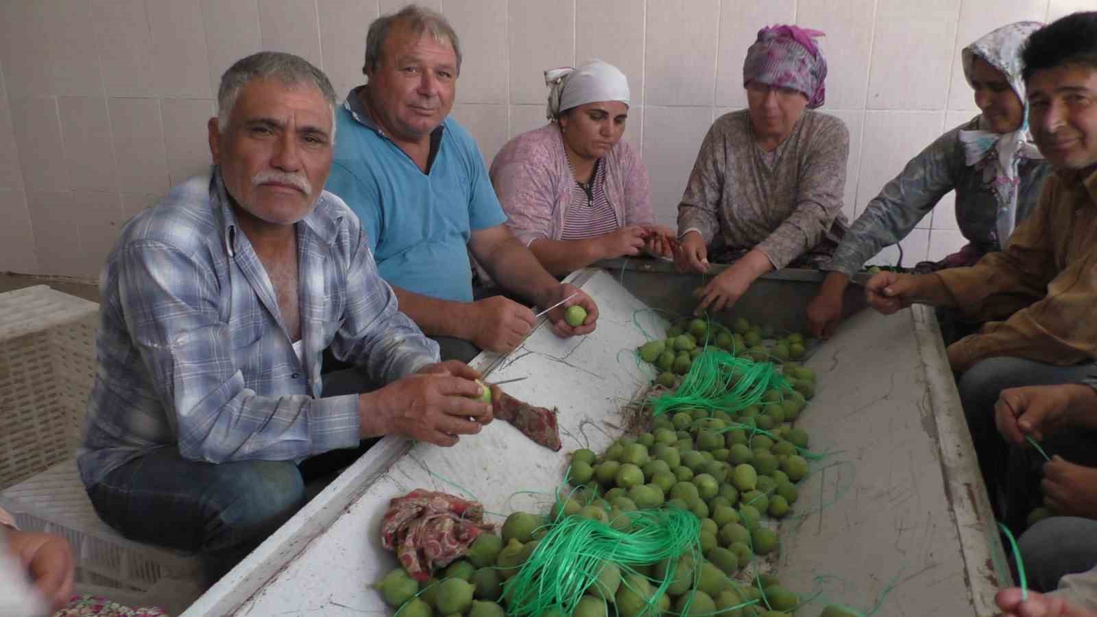 Aydın incirinde ’ilekleme’ aralıksız sürüyor
