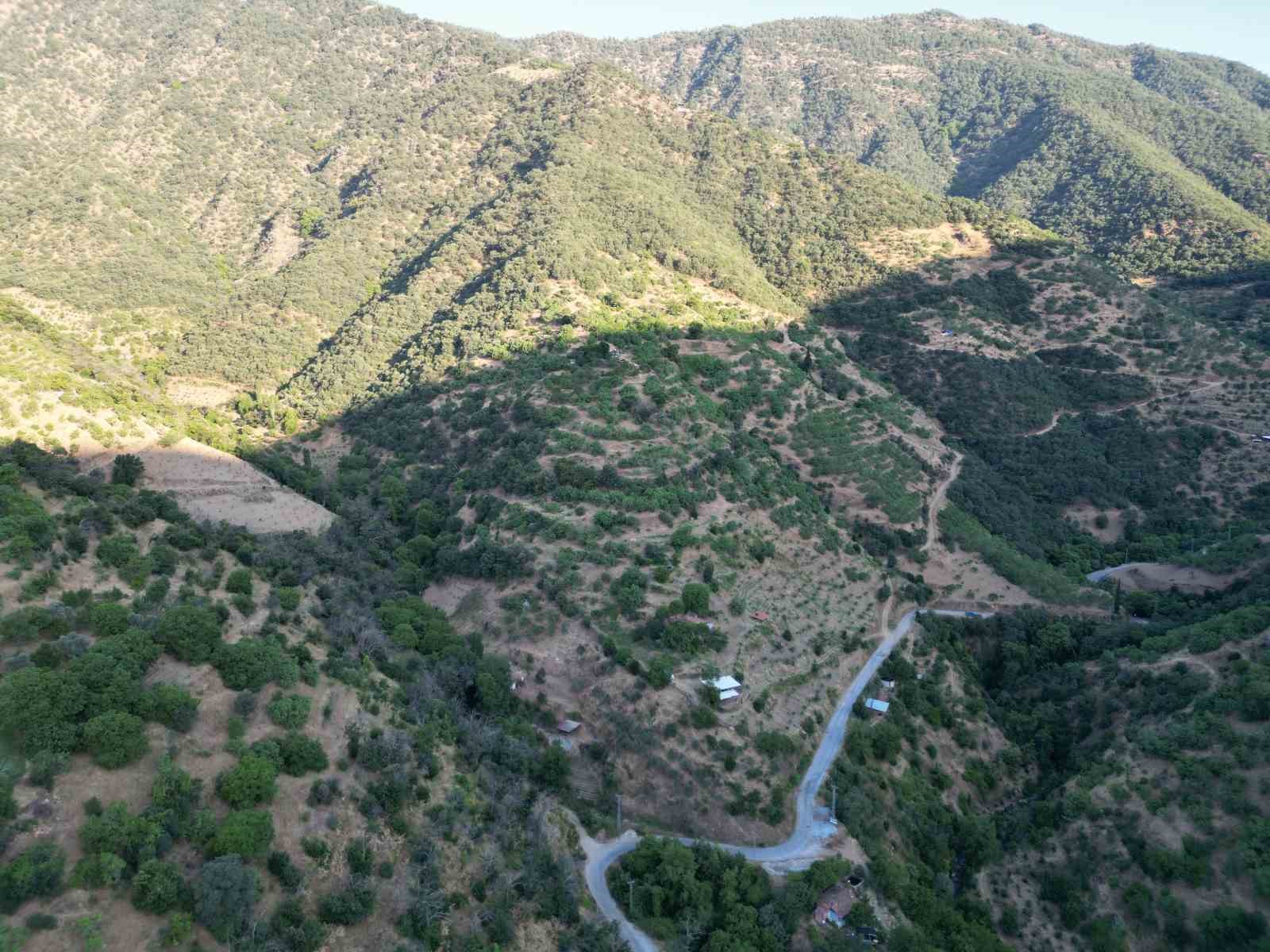 Aydın incirinde ’ilekleme’ aralıksız sürüyor
