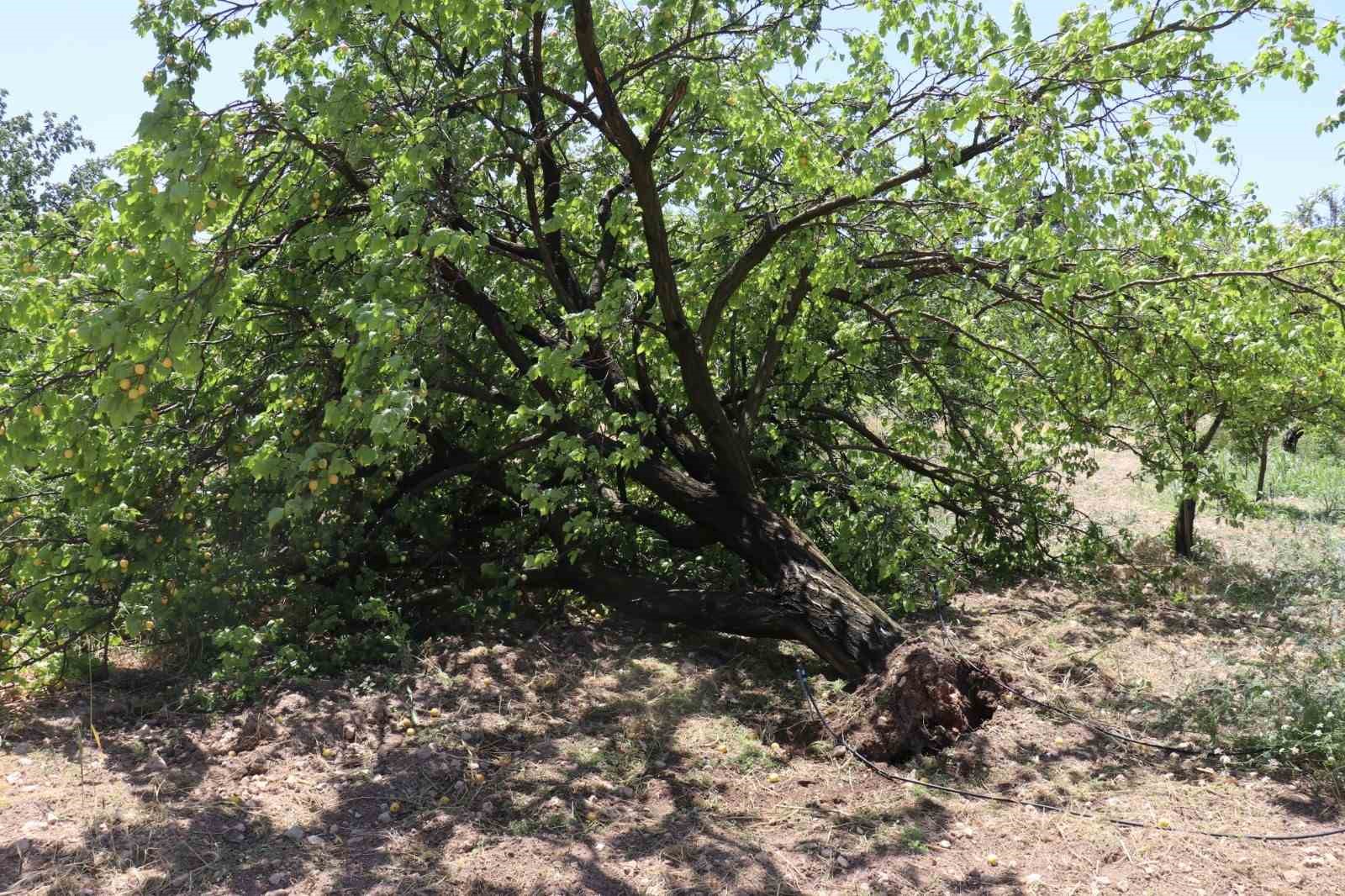 Malatya’da kayısı hasadı için gün sayan çiftçilere fırtına şoku
