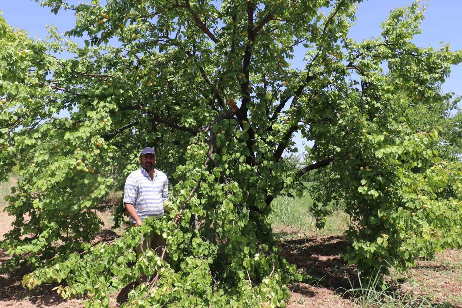 Malatya’da kayısı hasadı için gün sayan çiftçilere fırtına şoku
