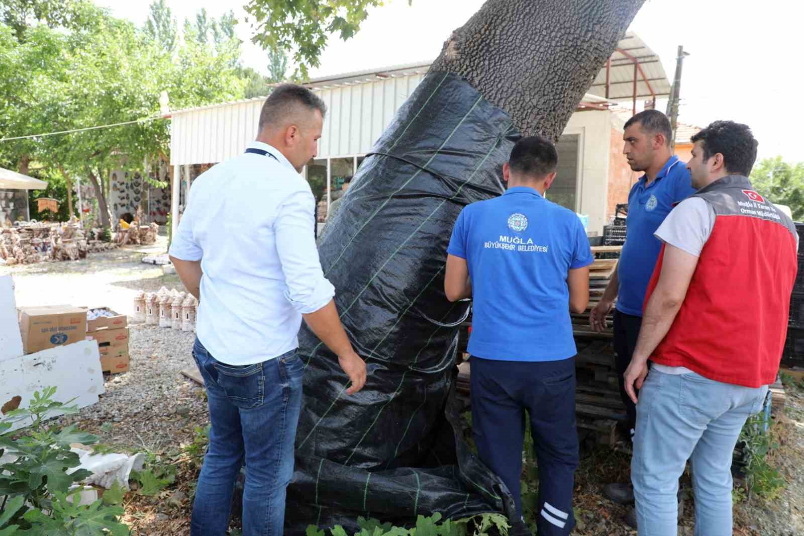 Muğla’da ilk defa görüldü, ekipler alarma geçti
