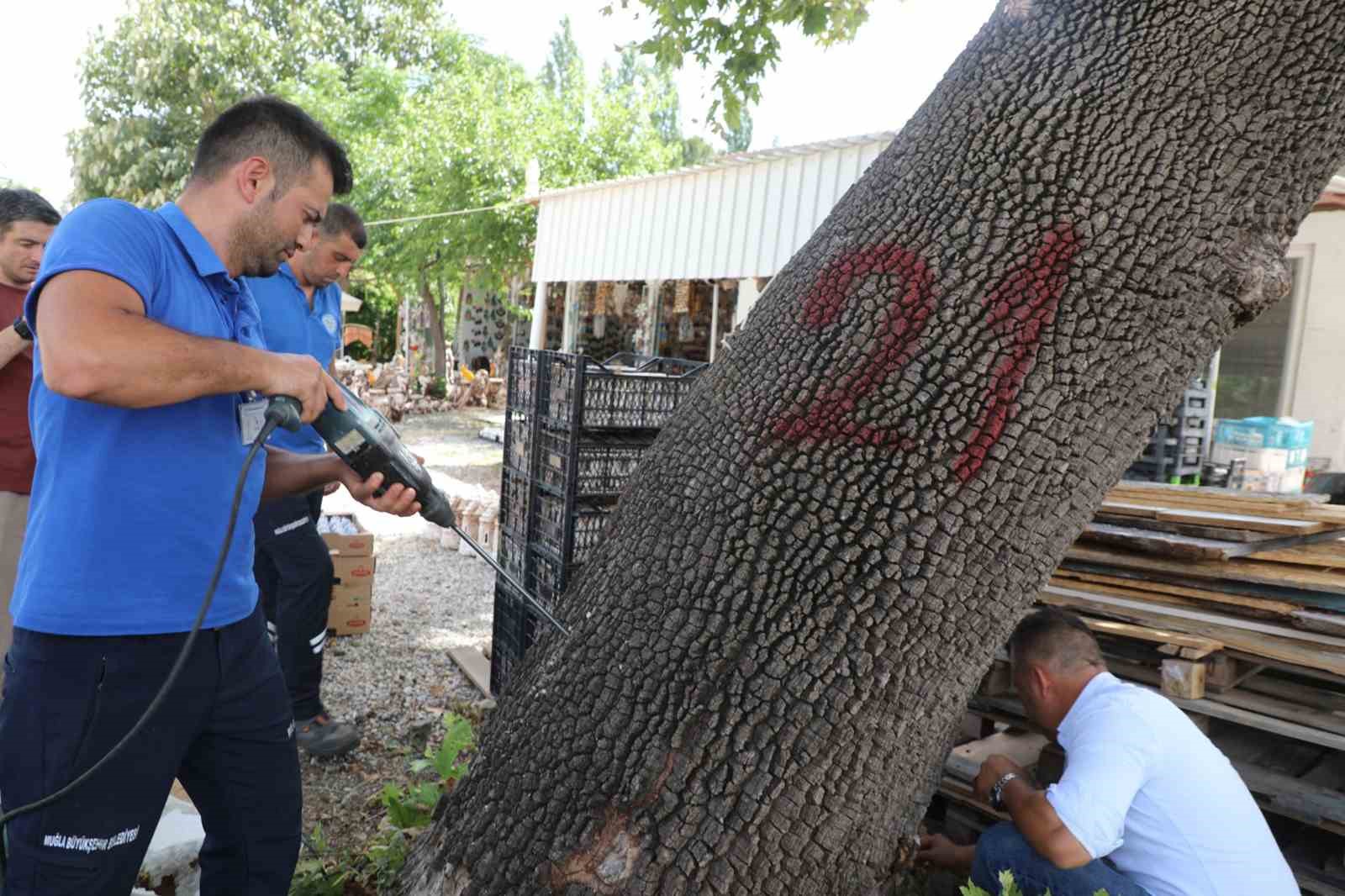 Muğla’da ilk defa görüldü, ekipler alarma geçti
