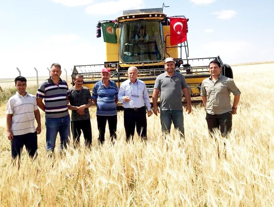 Kulu’da tarım alanlarında hasat başladı
