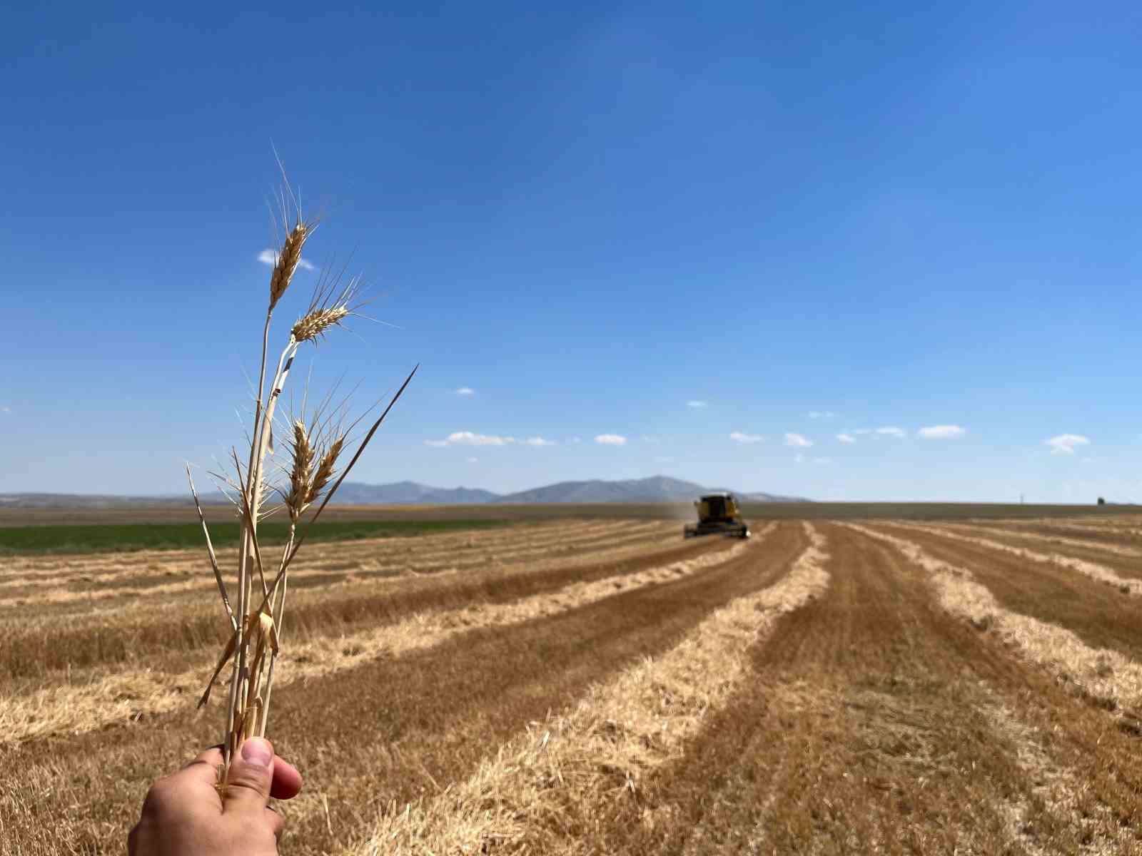 Sivrihisar’da çiftçi dönümden 300 kilogram buğday aldı
