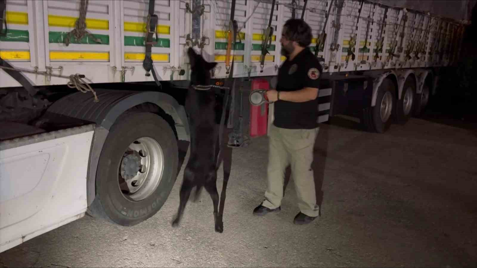 Narkotik polisi saman balyaları arasında 35 kilo esrar ele geçirdi
