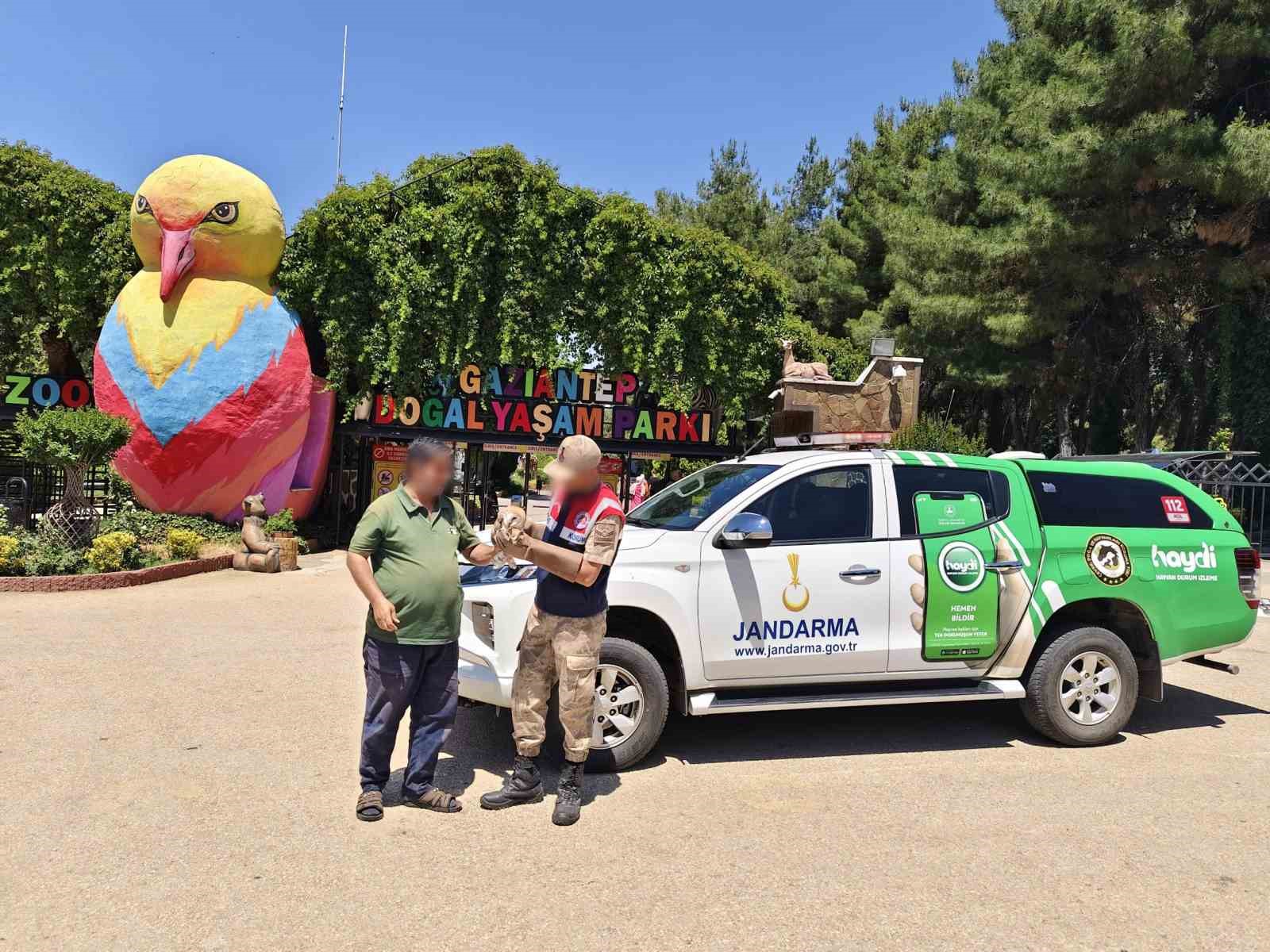 Jandarmadan yaralı yırtıcı kuşlara şefkat eli
