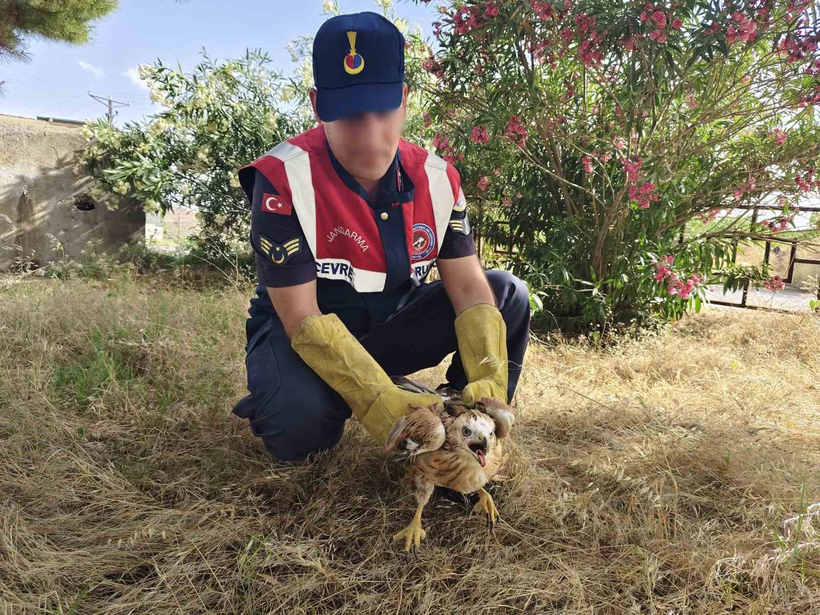 Jandarmadan yaralı yırtıcı kuşlara şefkat eli
