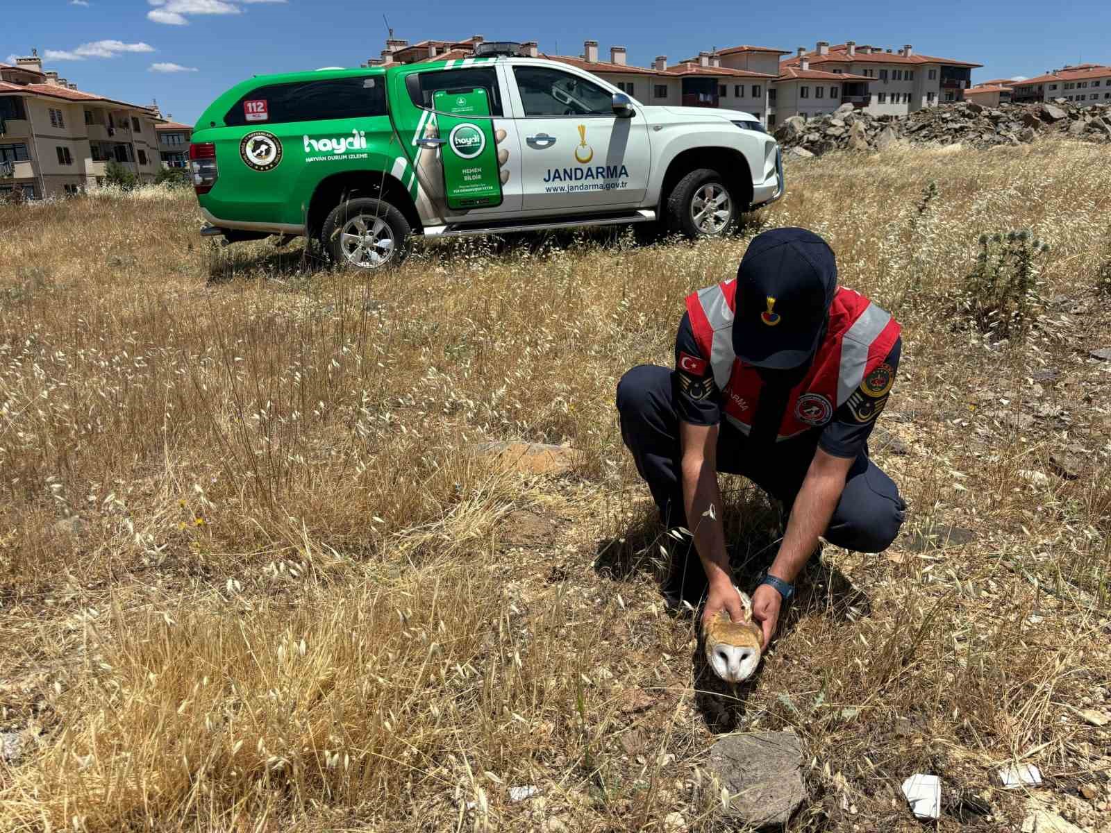 Jandarmadan yaralı yırtıcı kuşlara şefkat eli
