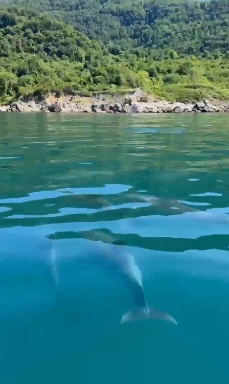 Yunuslar, balıkçı teknesine eşlik etti
