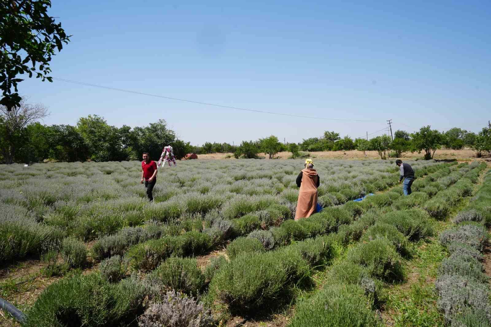 Kilis’te alternatif ürün olarak üretimine başlanan lavantanın hasadı başladı
