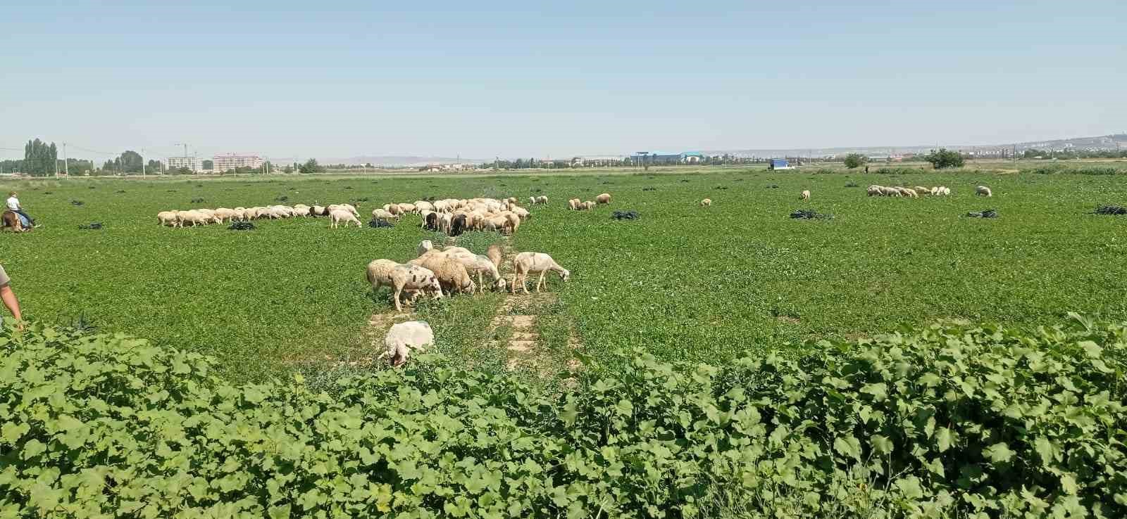 Eskişehir’de çiftçiler satamadıkları maydanozu koyunlara yedirdi
