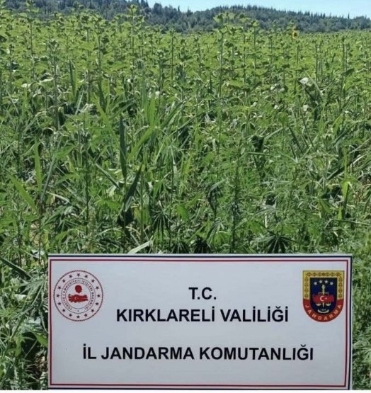 Kırklareli’nde ayçiçeği tarlasında 1 milyon kök Hint keneviri ele geçirildi
