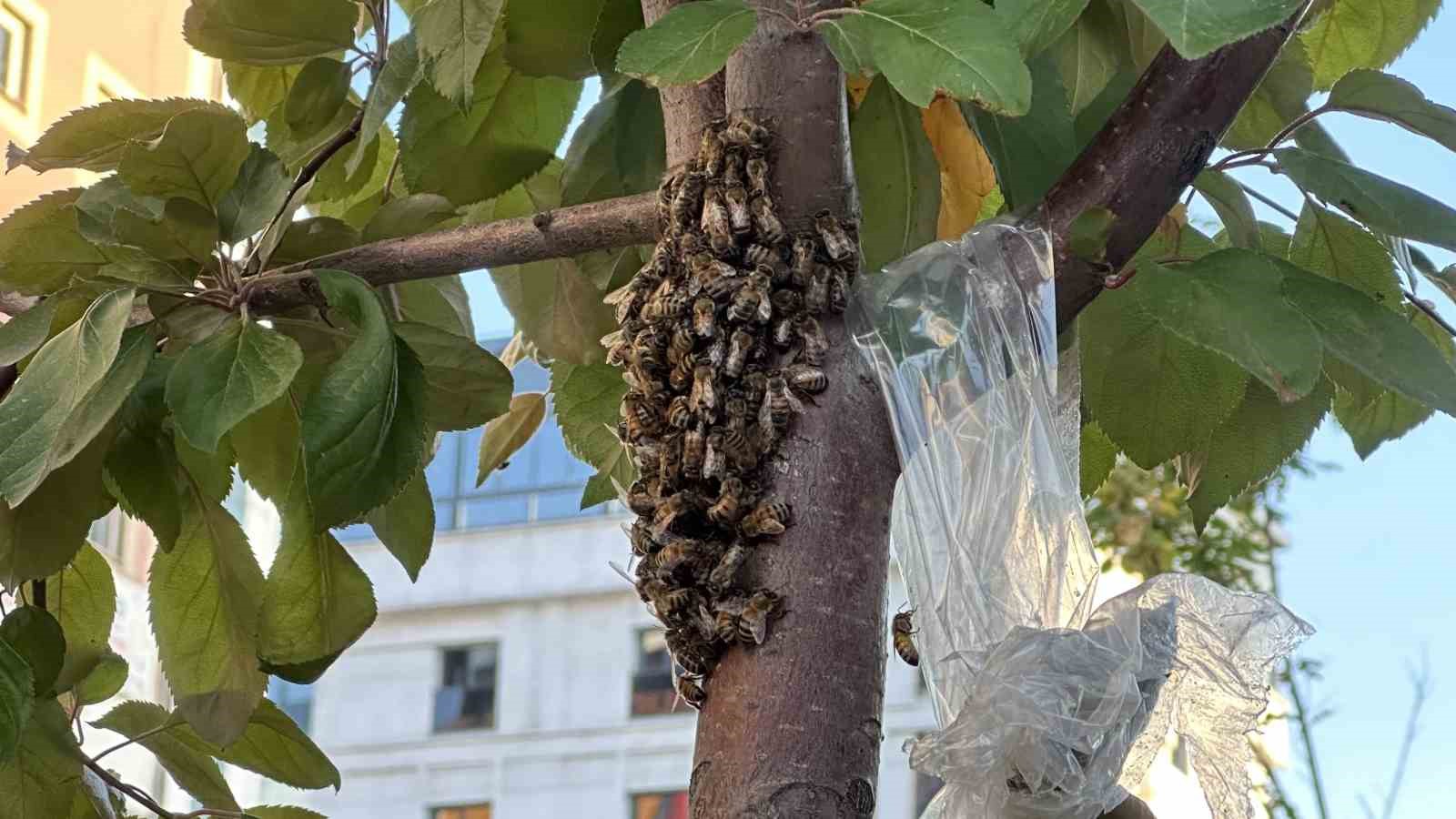 Yüzlerce bal arısı şehir merkezindeki parkı mesken tuttu
