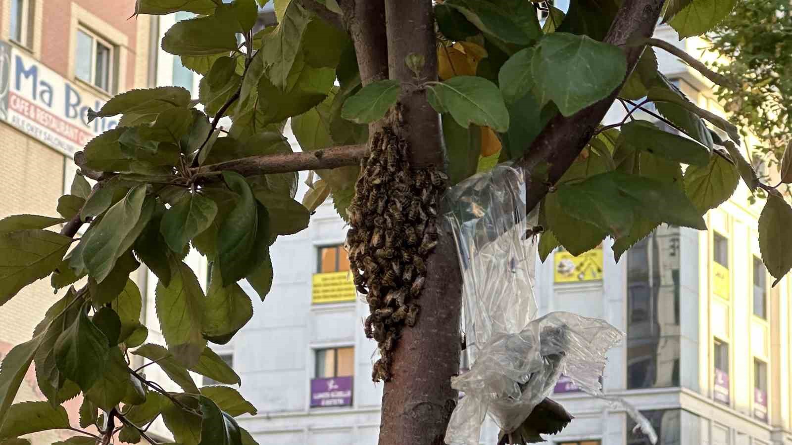 Yüzlerce bal arısı şehir merkezindeki parkı mesken tuttu
