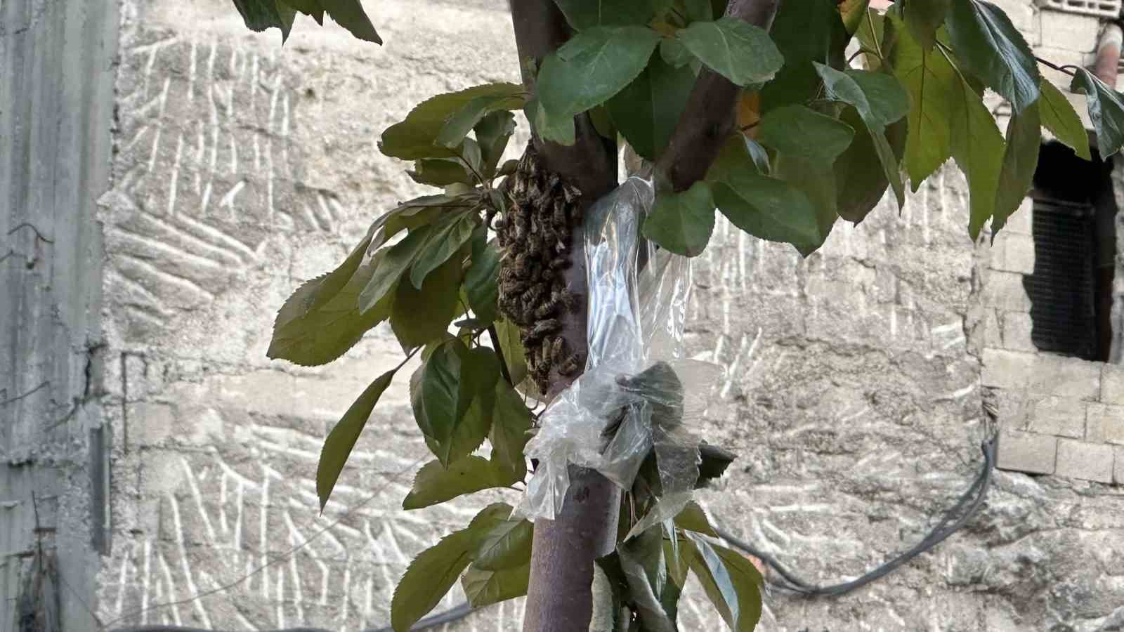 Yüzlerce bal arısı şehir merkezindeki parkı mesken tuttu
