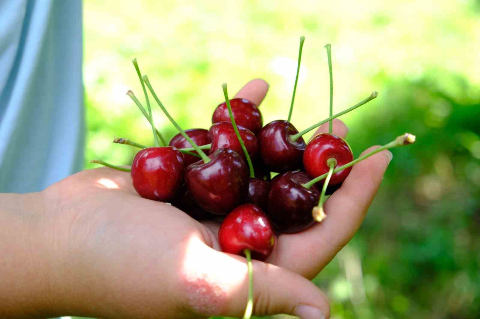 Erzincan’da dalları bastı kiraz
