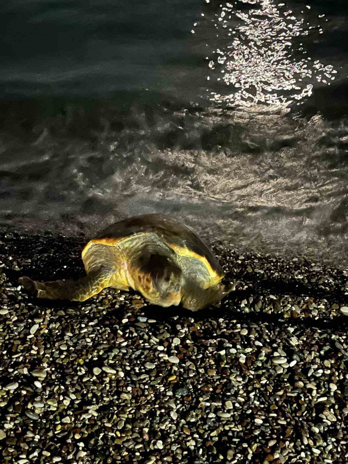 Konyaaltı sahilinde caretta caretta şaşkınlığı
