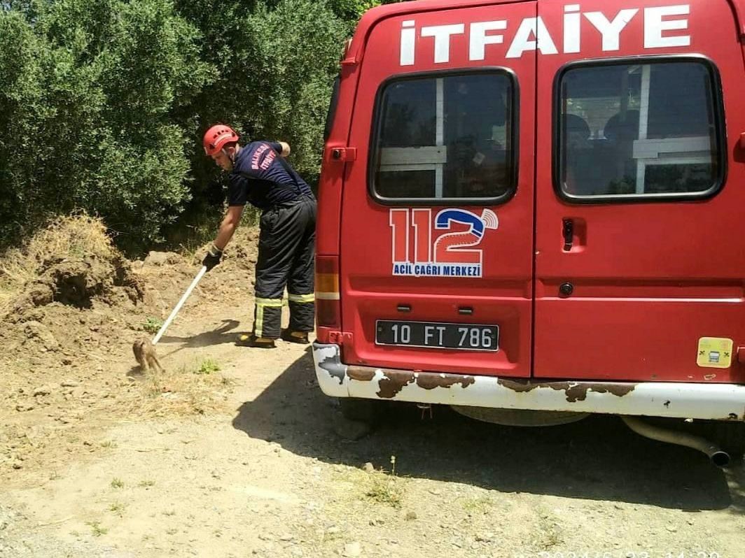 Erdek’te çukura düşen yavru domuzun imdadına itfaiye yetişti
